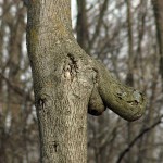 mr-tree